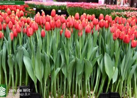 Tulipa Countdown ® (1)